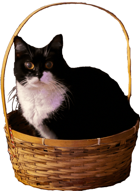 :chloe_basket: :chloe_basket: